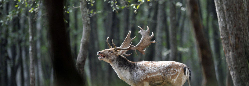 Boč kot stičišče sodelovanja med LD Poljčane, Slovensko vojsko, Policijo in PVD SEVER – Odbor Slovenska Bistrica