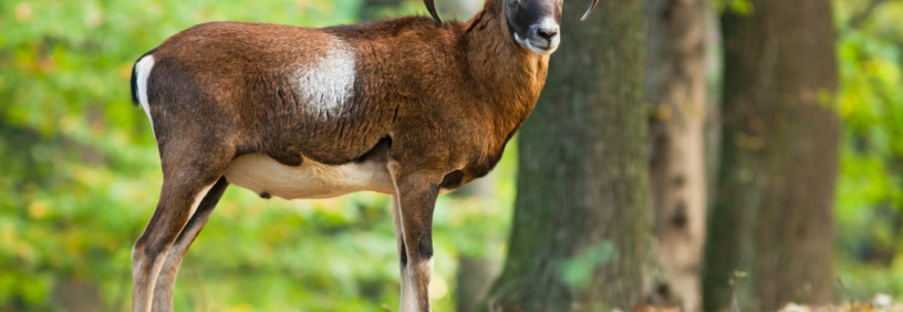 Boč kot stičišče sodelovanja med LD Poljčane, Slovensko vojsko, Policijo in PVD SEVER – Odbor Slovenska Bistrica