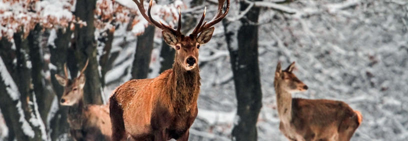 Boč kot stičišče sodelovanja med LD Poljčane, Slovensko vojsko, Policijo in PVD SEVER – Odbor Slovenska Bistrica